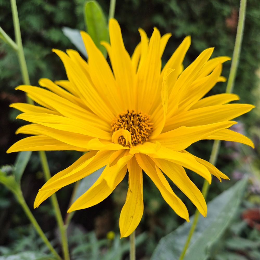 Gelbe mehrblättrige Blüte einer Topinamburpflanze im Vordergrund, der Rest des Fotos unscharf. 
