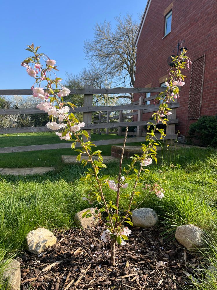 Small cherry tree with blossom in the sunshine