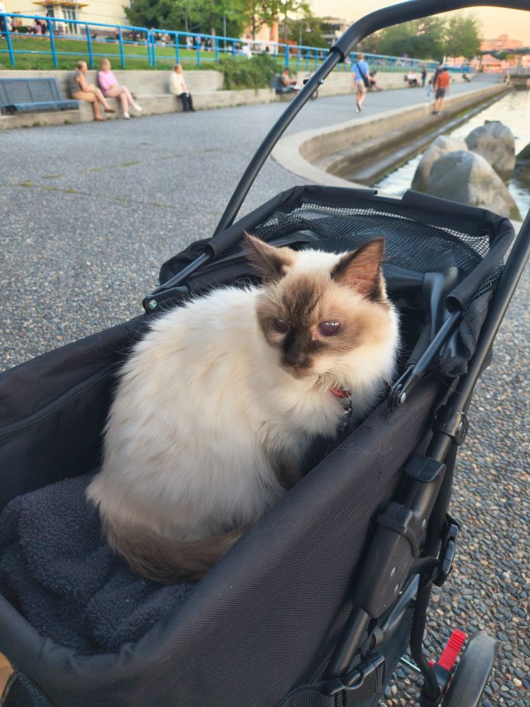 The world's most adorable and prettiest kitty, also the best girl, in a pet pram ready for adventure and pizza