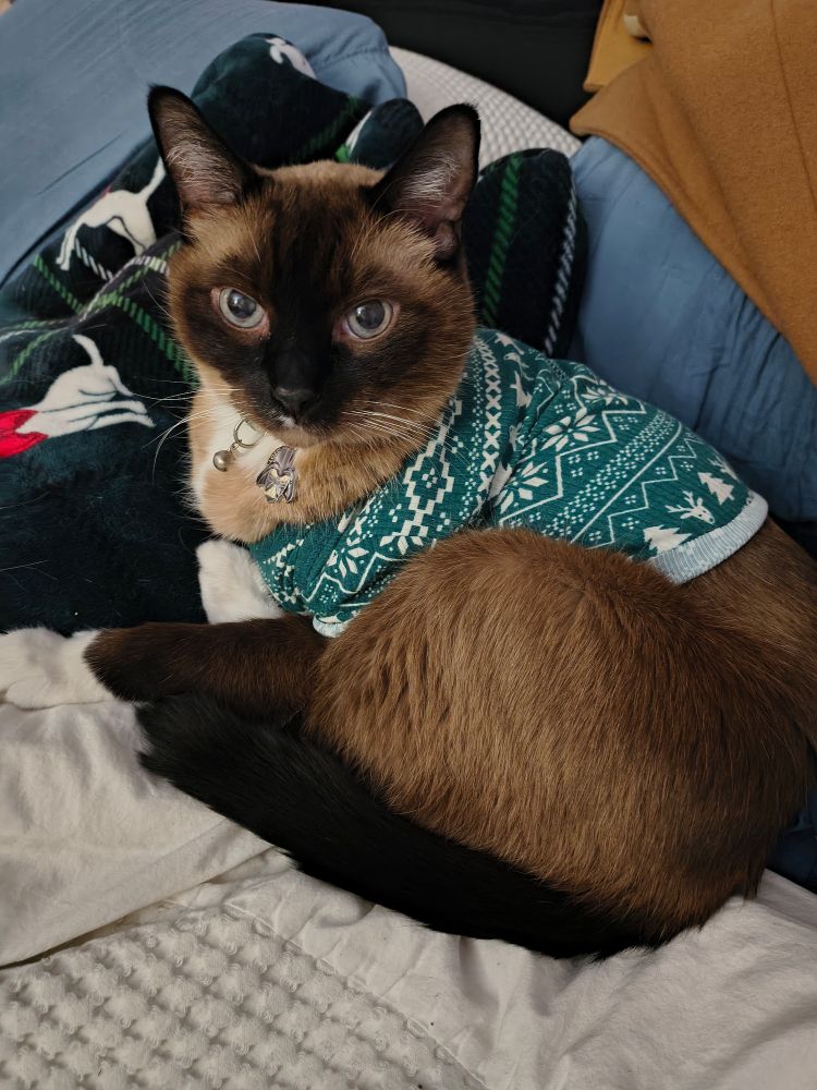 A very handsome little man wearing a festive green shirt