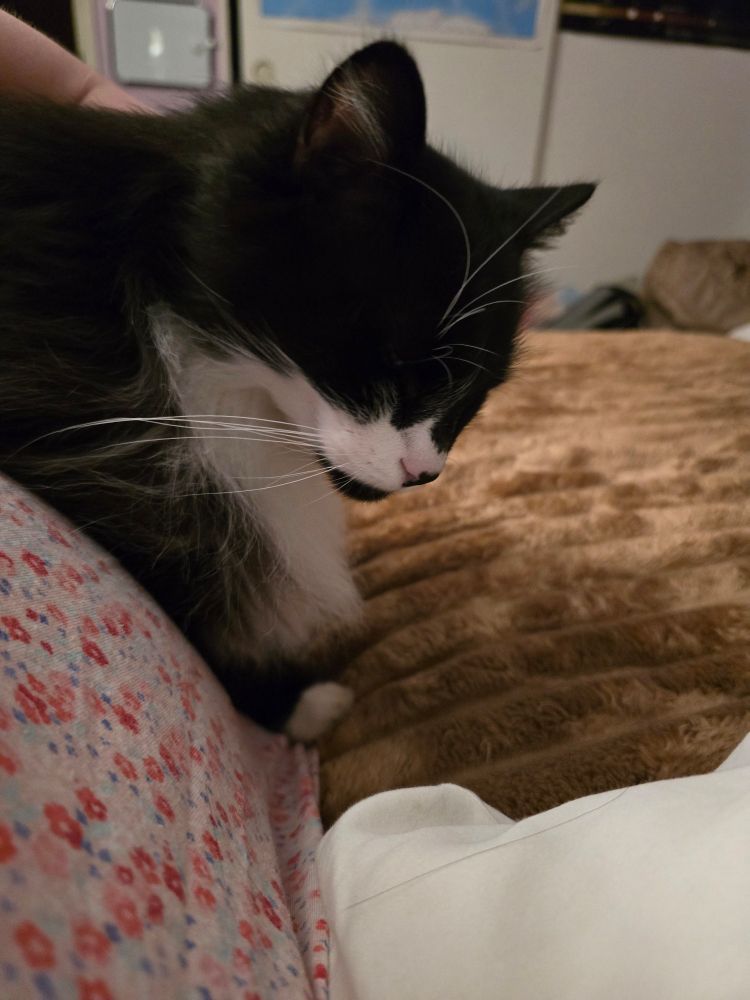 A black and white long haired tuxedo cat laying across a person laying sideways because he's weird like that. His eyes are closed in content at his crimes.
