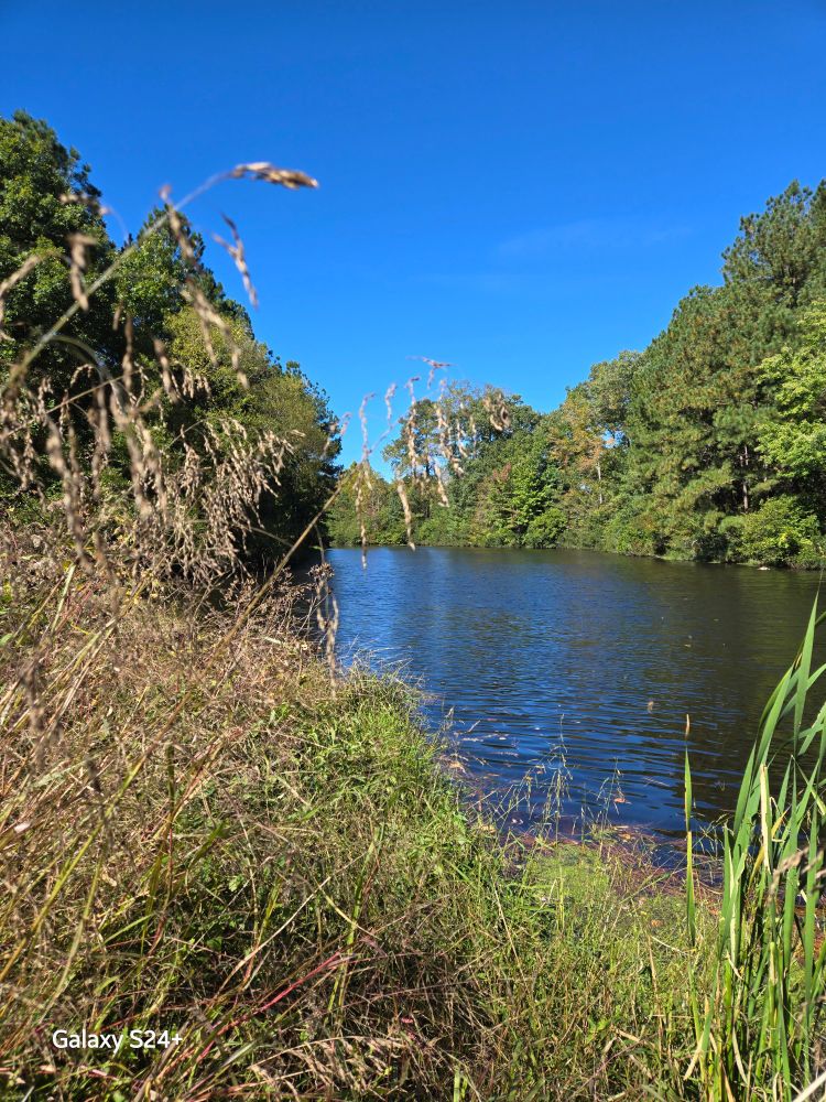 Bright blue sky reflects in a calm. Small lake surrounded by trees and grasses.