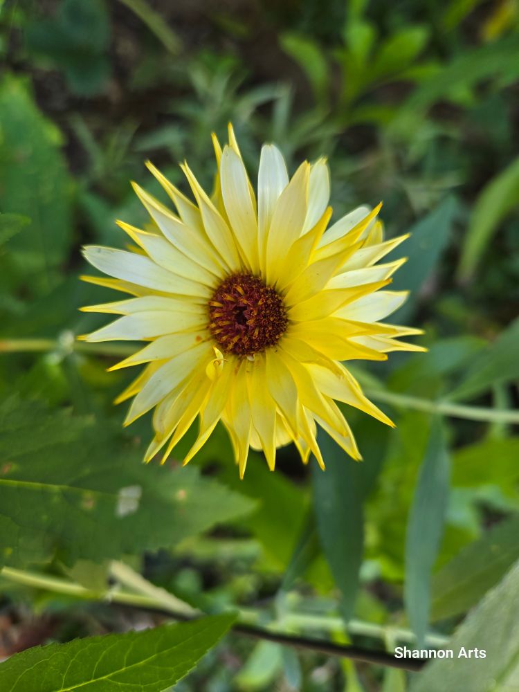 A very light yellow flower blossom with pointed petals radiating outward like sun rays from a dark brownish orange center. Blurred green leaves fill the background. 