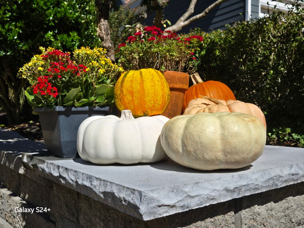 Orange, white and yellow pumpkins on a stone pedestal.  Potted flowers and shrubbery in the background. 