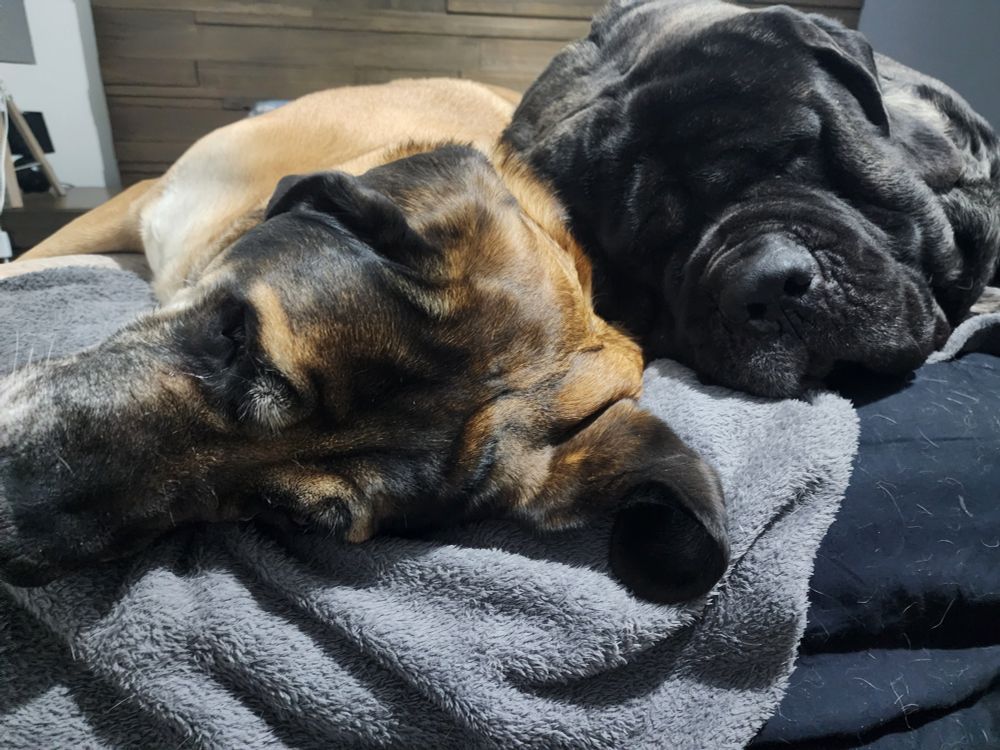 An apricot and brindle English mastiff laying on a bed snuggles up against each other.