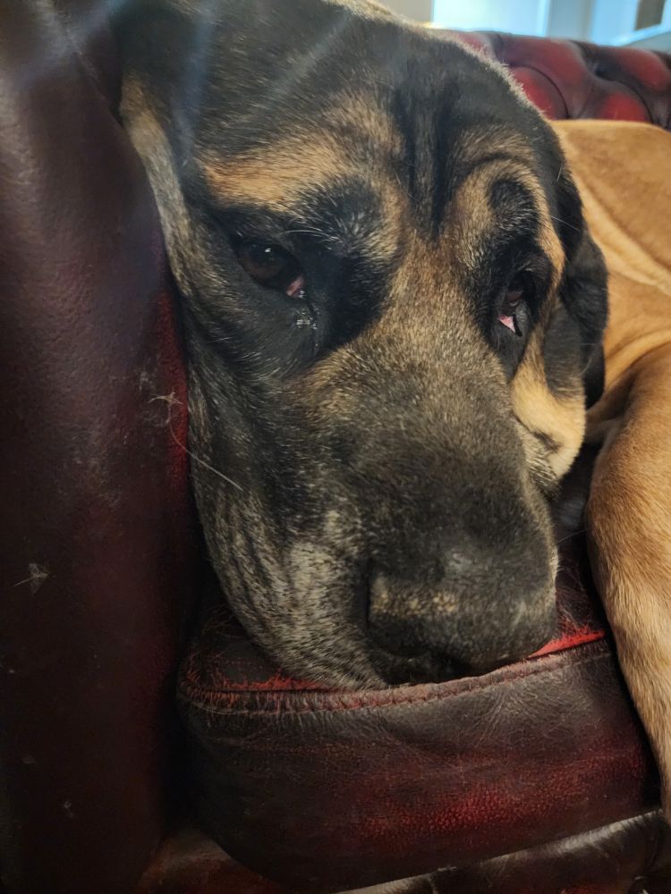Ragnar, and apricot English mastiff, laying smushed up against the arm of the couch looking at the camera unimpressed