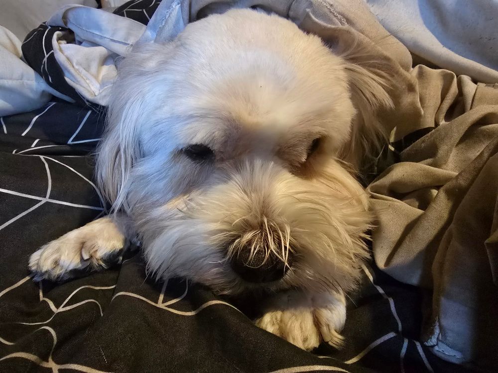 Buddy, the dog, wrapped up in a quilt on the bed.