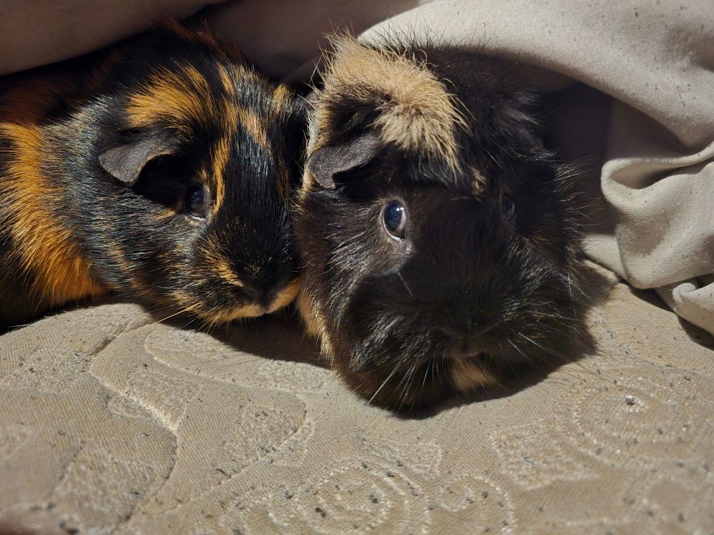 Guinea pigs 