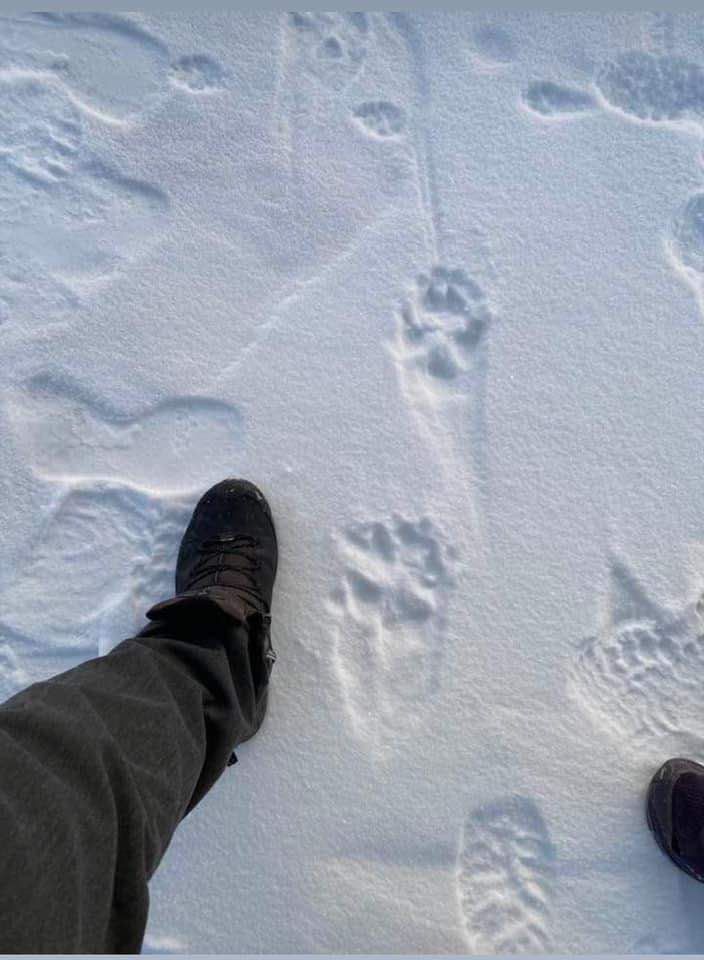 Snowy ground with a line of wolf tracks crossing fresh human footprints. Photo by Arrutaq Kujaukitsoq, North Greenland.

