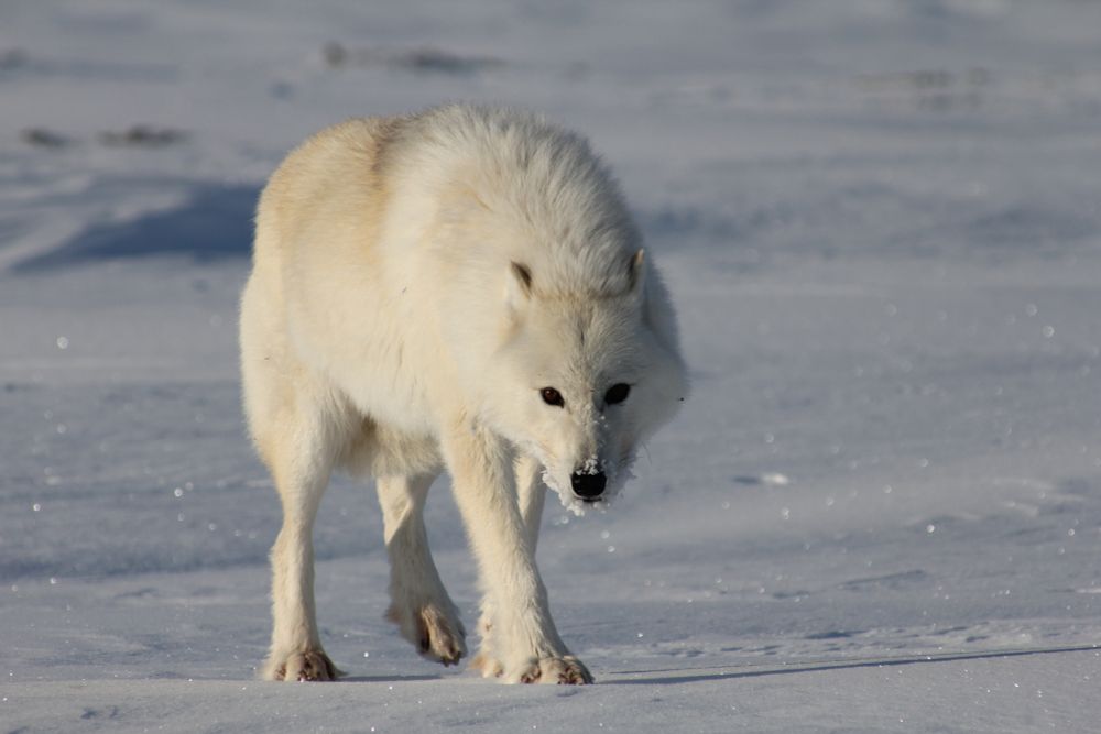 A lone Arctic wolf standing in deep snow, looking into the distance. Taken in Northeast Greenland. Photo by Morten Petersen.

