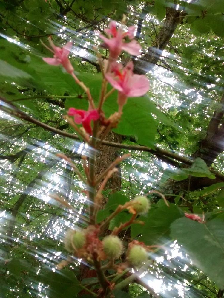 Blüten der Rosskastanie, darunter kleine erste stachelige Kastanien, im Hintergrund Blätter, Grün und Baumstamm, alles von hellen Streifen durchzogen.