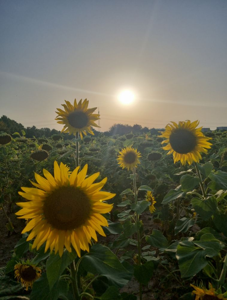 Sonnenblumen von hinten die untergehende Abendsonne 
