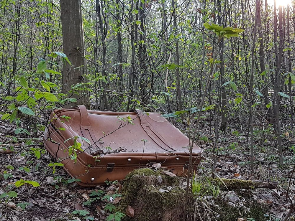 Ein brauner Lederkoffer liegt am Waldrand zwischen Gebüsch und Bäumen.