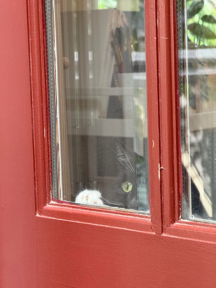 Act face and paws behind a glass pane in a red door