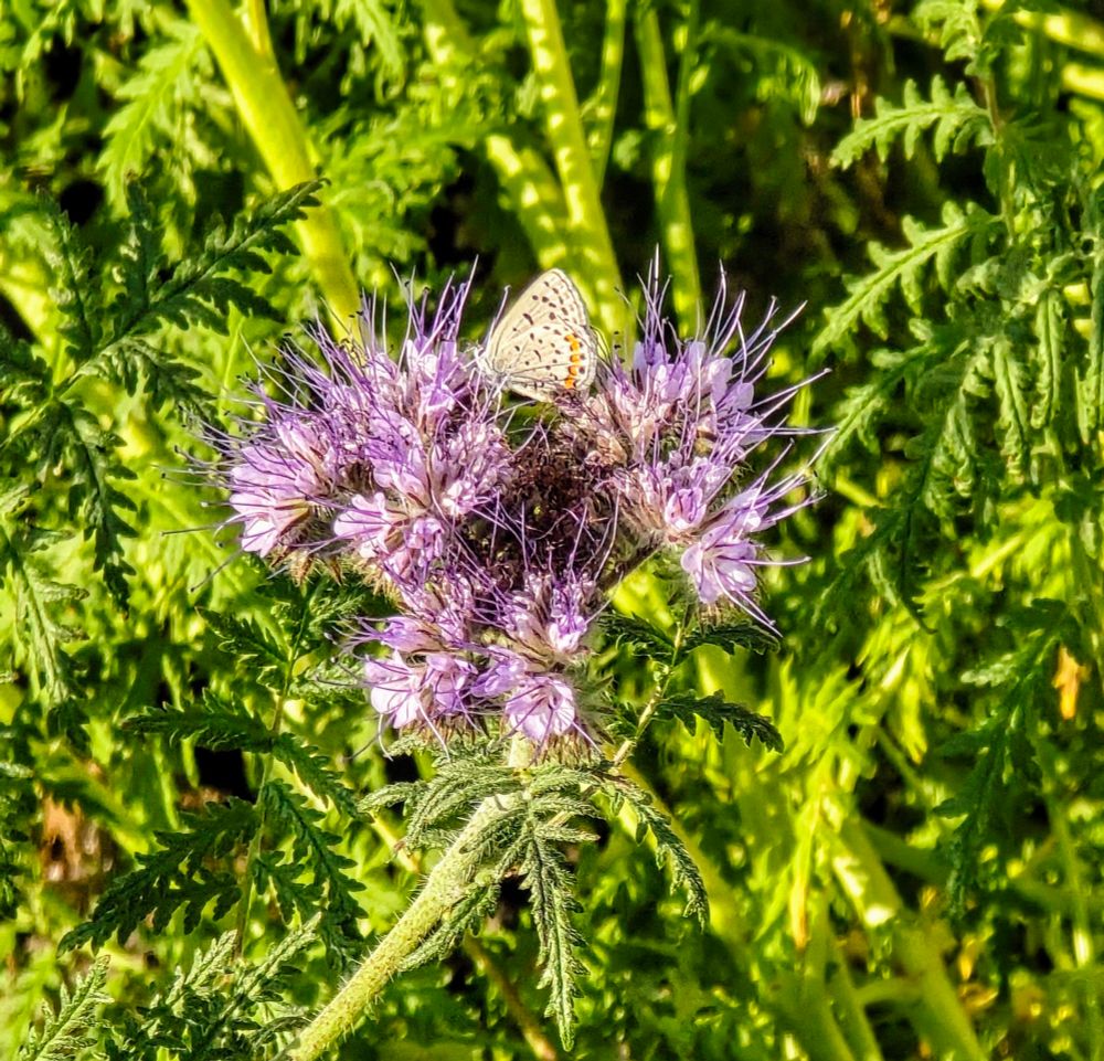 Acmon Blue butterfly on a Lacy Phacelia plant 