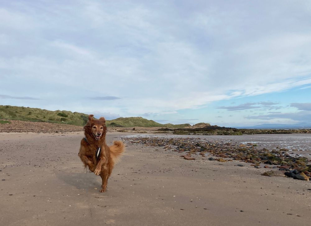 My dog is bounding along the beach, and the photo captures her mid-bounce, looking a little like a kangroo, back legs frimly planted in the sand and front legs up in the air, leaping forward. Her ears are flying backwards (with speed, she'd say) and her mouth is open in a broad grin. 