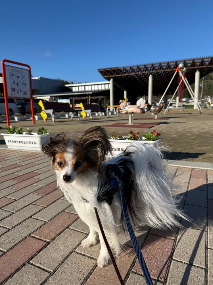イシツブテ公園と風が強くて乱れ髪の犬の画像