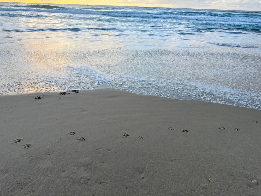 オーストラリア、クイーンズランドの浜辺
犬の足跡がついている画像