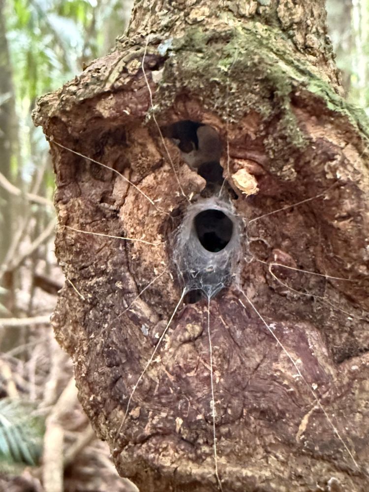 木の空洞に沿って管状に作られた蜘蛛の巣の画像