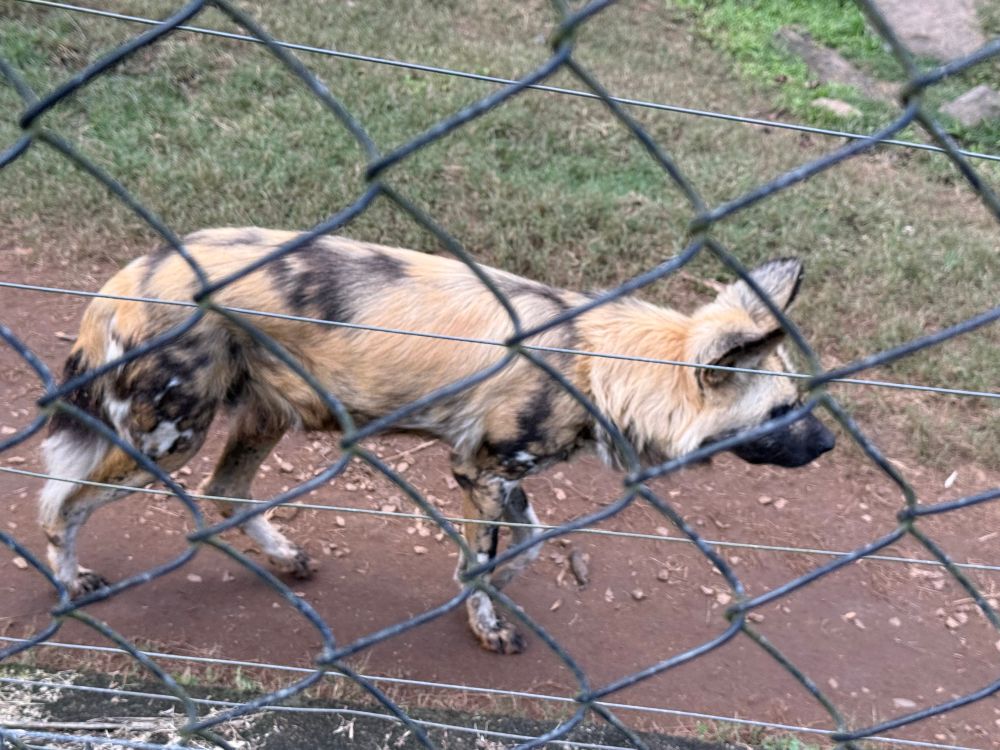 lycaon pictus の画像1枚目