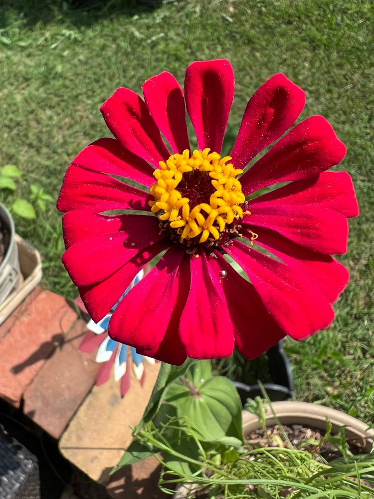 Looking down at a red zinnia with its small star shaped yellow flowers that surround its dark red center. Bricks and a couple of pots are visible in the lower part of the picture and green grass in the background at the top half. 