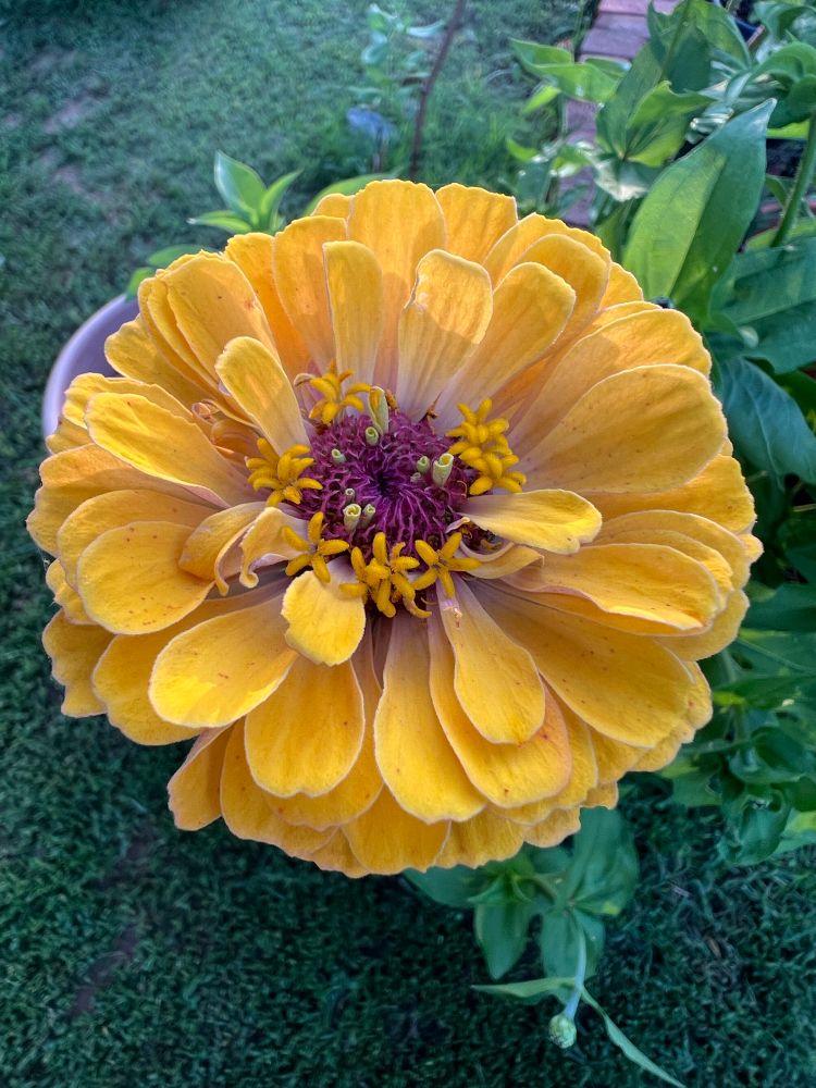 In the photo, you are looking down at a large yellow zinnia with its little yellow star shaped flowers that surround its reddish center. Zinnia leaves are visible part of the way around the flower and green grass below. 