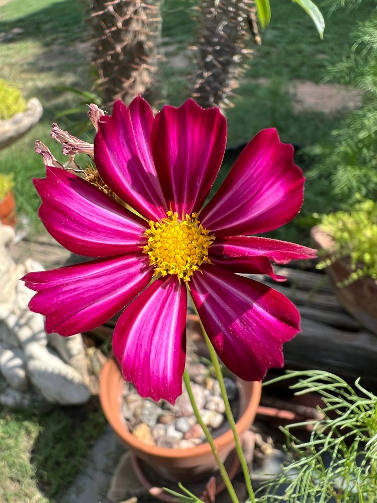 Photo is looking down at a dark fuchsia cosmos, various other planets are in the background.