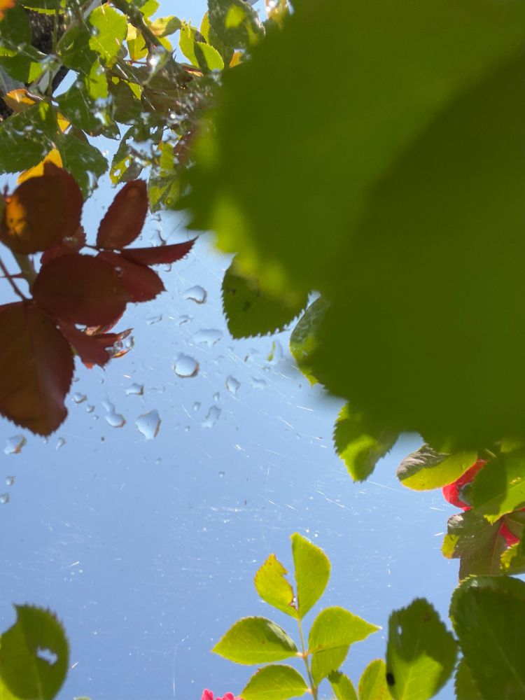 Looking up through a rose bush, through a spider web that has caught raindrops and the light blue sky above. The clearing is surrounded by green and the rusty red of a few new leaves. A tiny bit of the coral colored rose is in the bottom center and just above the the lower right corner. 