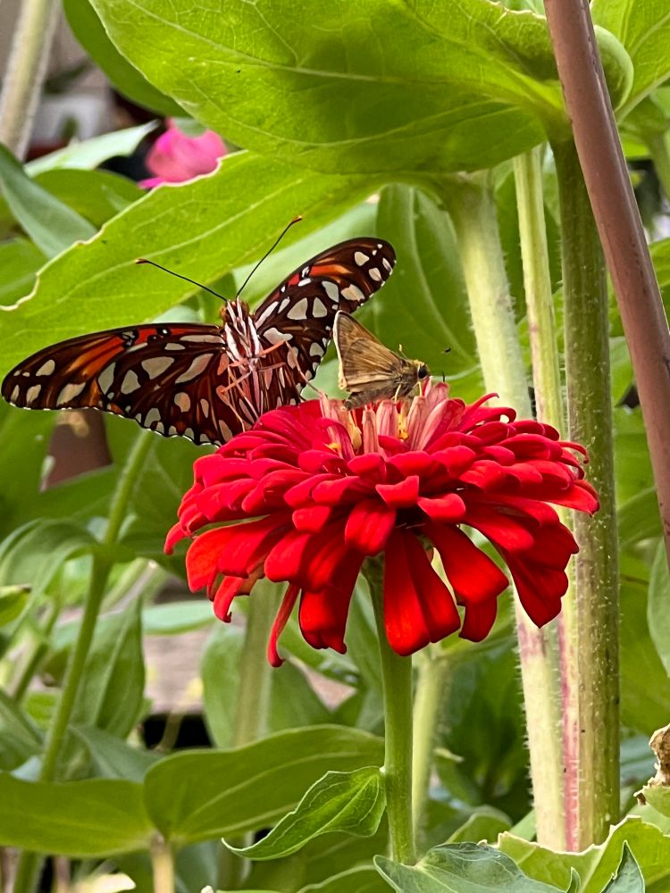 In the center of the photo is a deep orange-red zinnia with a little tan skipper on it and a Gulf Fritillary on the petals with its wings opened wide showing off its beautiful underside of orange, black and white spots that shimmer in silver when the sunlight hits it. The flower and butterflies are surrounded by the green foliage of the plant.