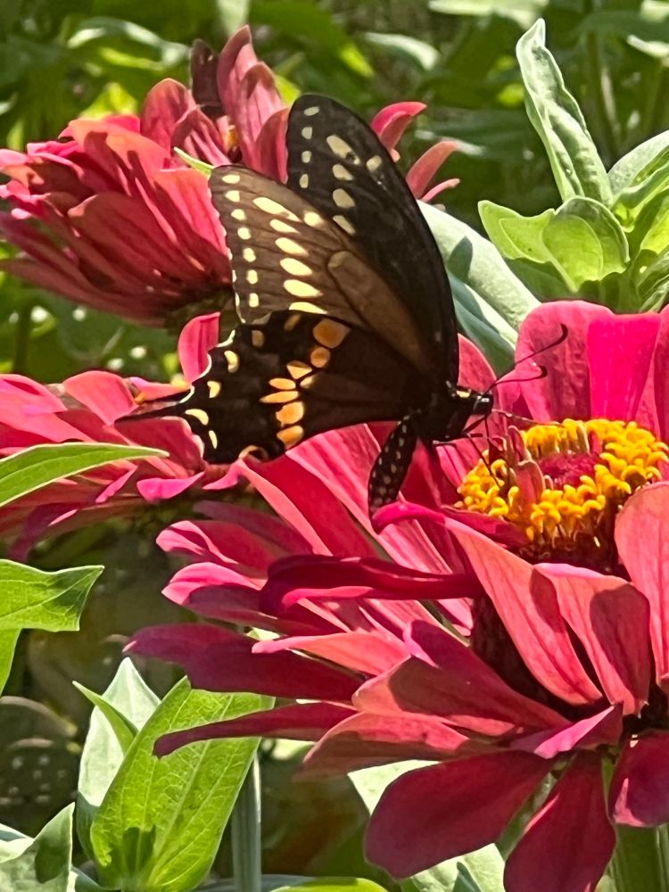A black swallowtail on a dark pink zinnia surrounded by other zinnias and its green foliage.