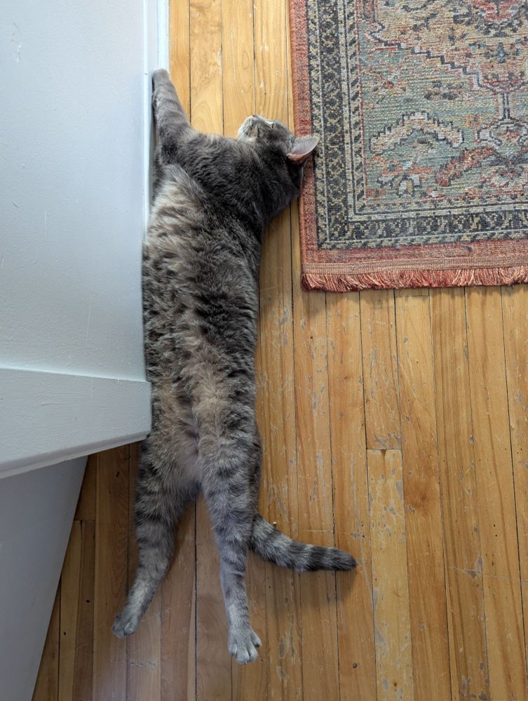 A top down view of a large grey tabby cat laying belly up against a hallway wall. His back feet are stretched out to the max and his top half is twisted against the wall.