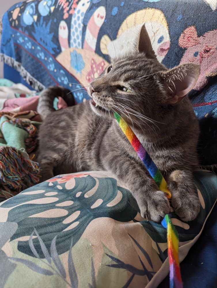 Photo of a large grey tabby cat with green eyes