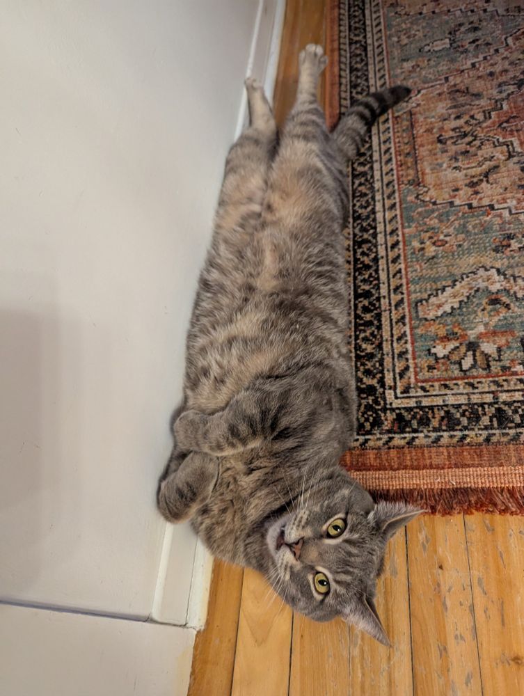 A mostly top down view of a large grey tabby cat laying belly up against a hallway wall. He is facing the viewer with a silly yet intense expression curled up front legs, and stretched out back legs.