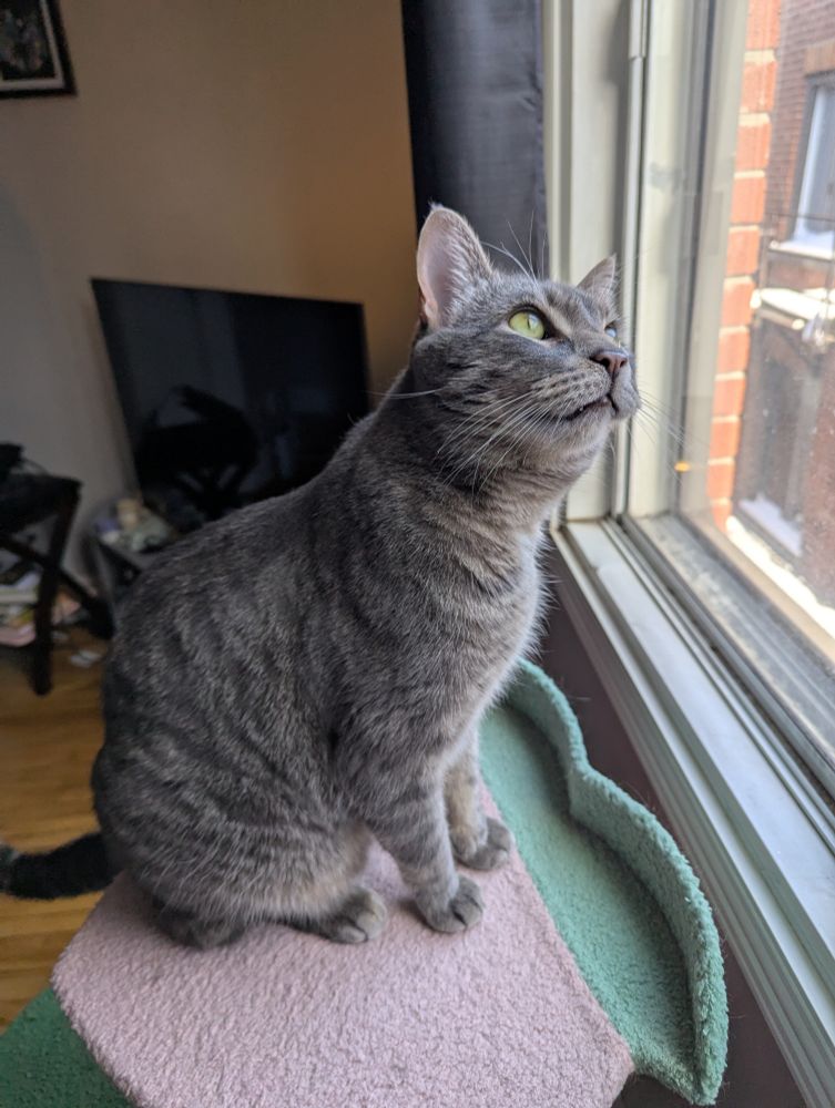 Photo of a large grey tabby cat with green eyes