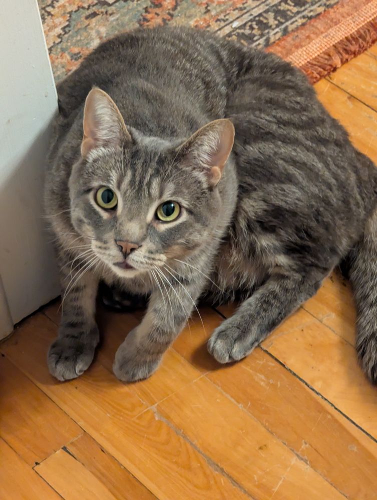 Photo of a large grey tabby cat with green eyes