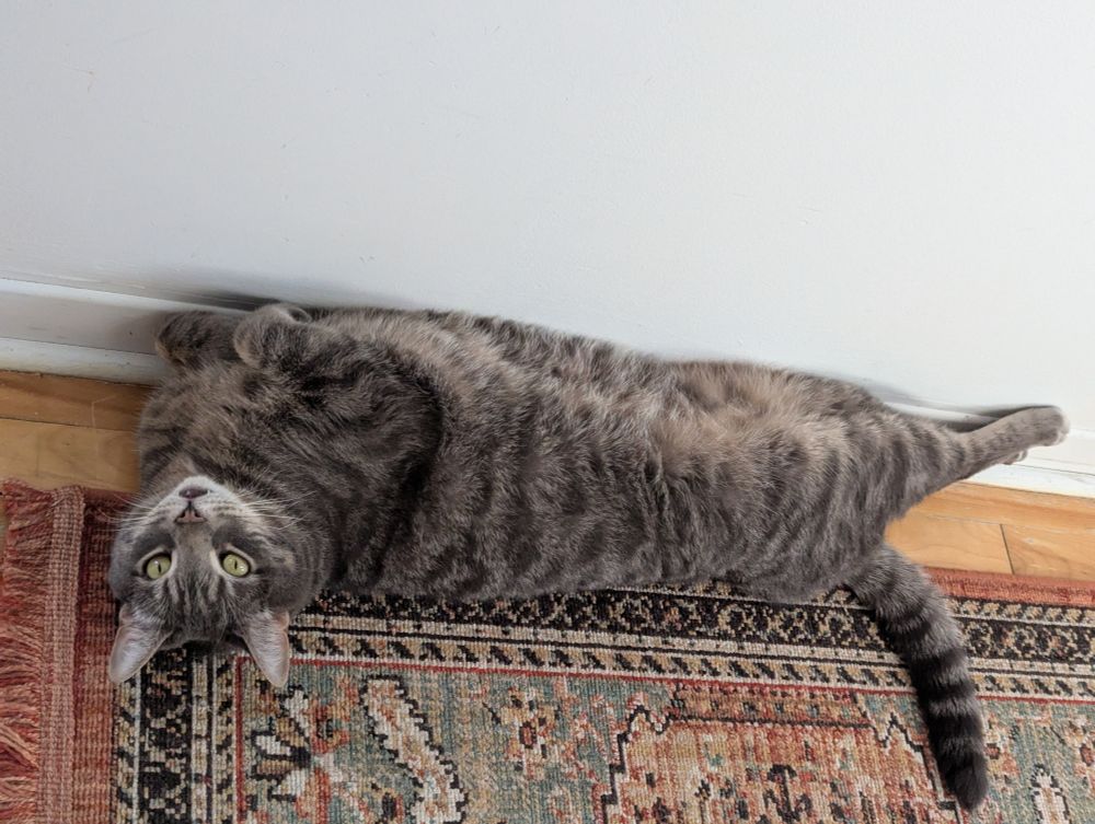 Photo of a large grey tabby cat with green eyes
