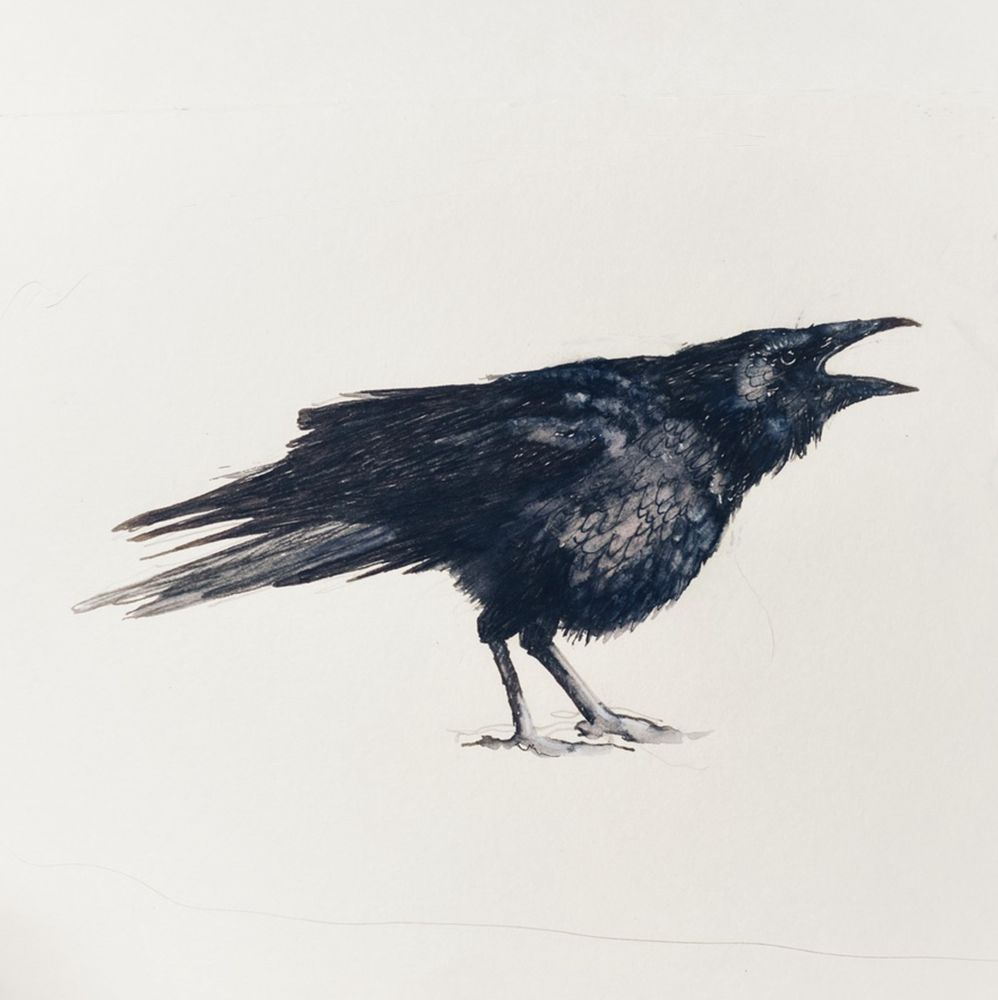 An ink drawing of the side view of a crow cawing