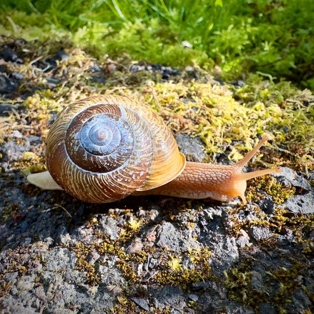A photo of a snail basking in the morning sunlight. Do snails bask? I have no idea. I like to think this little one was enjoying itself.