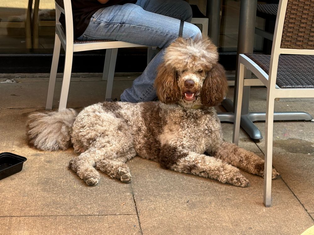Some kind of spotted brown and white poodle thing with an insane poofy haircut