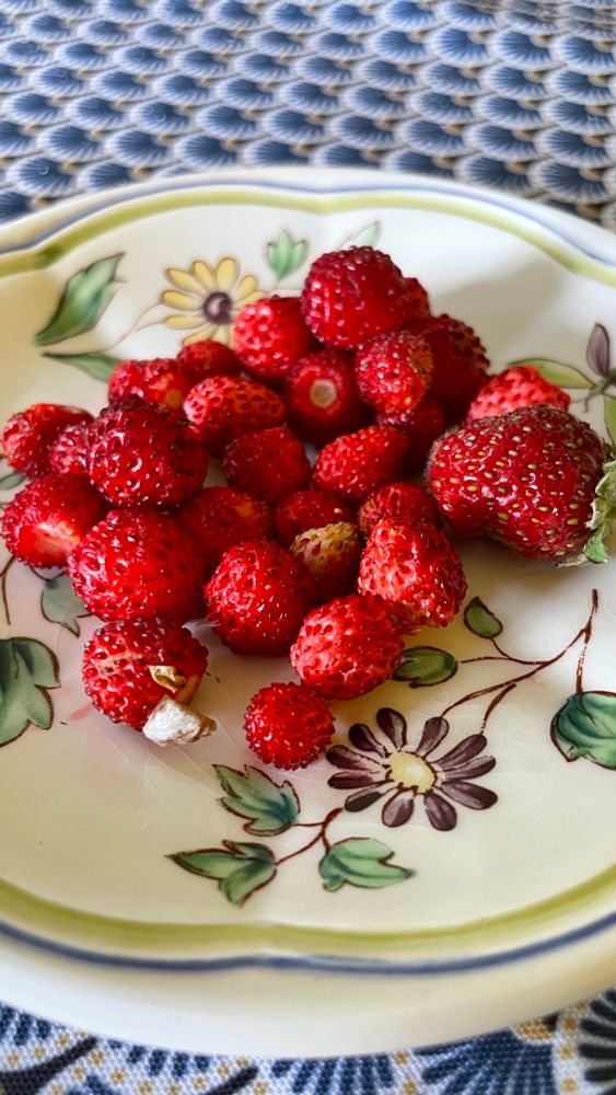 Quelques fraises des bois sur une assiette 