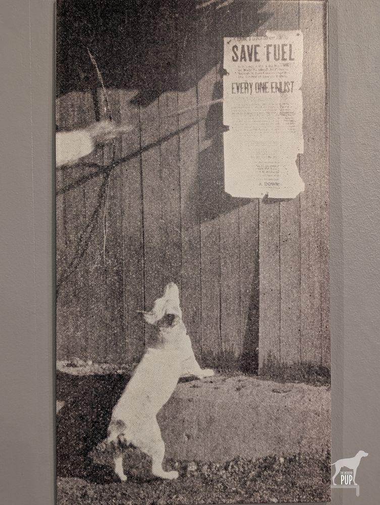 Black and white photograph of a a mid-sized, light-colored dog looking up at a 1920s fuel poster that reads, "SAVE FUEL - EVERY ONE ENLIST."