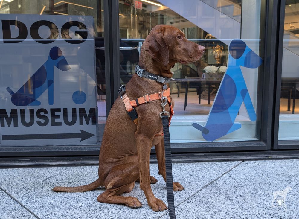 Vizsla dog Yonder seated in right profile on a sidewalk outside a museum, mimicking the logo decal in the window behind him.