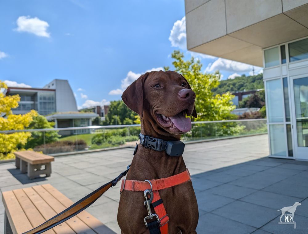 Vizsla dog Yonder seated on a terrace overlooking a modern college campus.