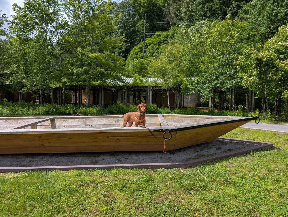 Vizsla dog Yonder standing in the prow of a 30-foot white oak batteaux anchored onshore in front of a visitor center.