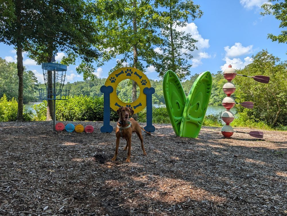 Vizsla dog Yonder standing in a mulched area at the edge of a reservoir. Behind him is a sculpture spelling out the word LOVE in recreational equipment.
