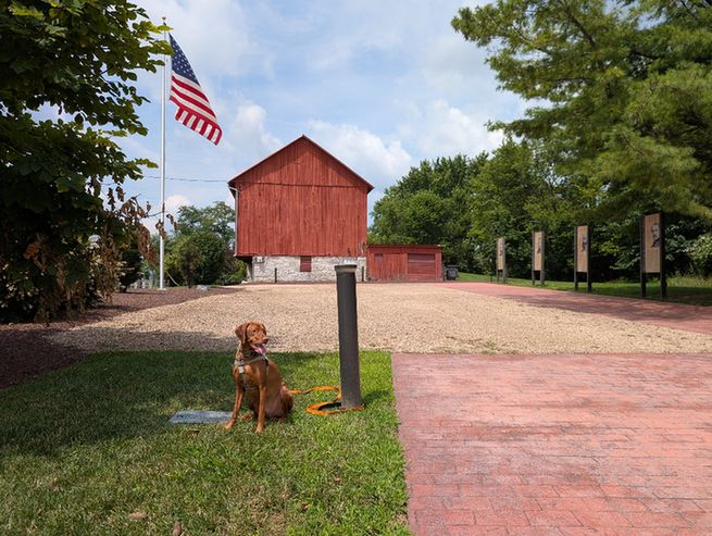 Vizsla dog Yonder seated in a bricked and grassy plaza with a flagpole and a large red barn.