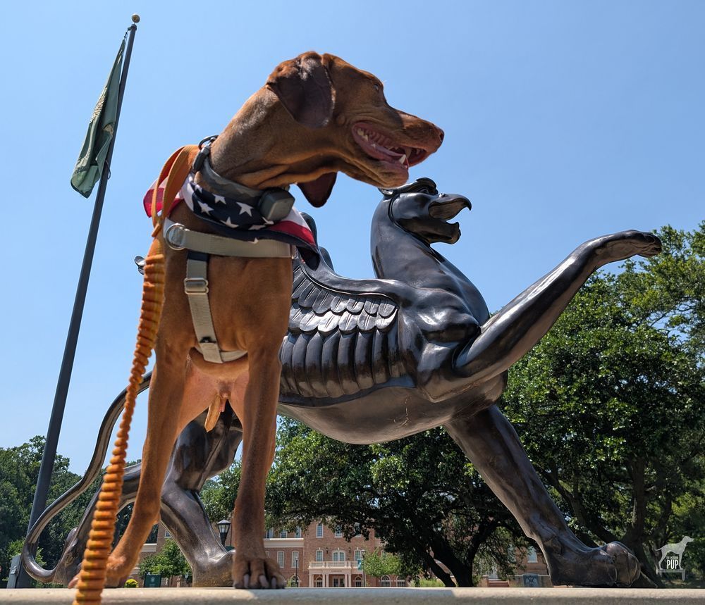 Vizsla dog Yonder perched with a griffin statue on a college campus.