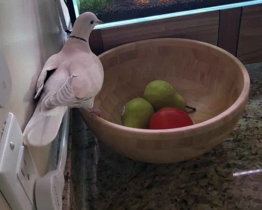 brown bird seconds away from Decimation