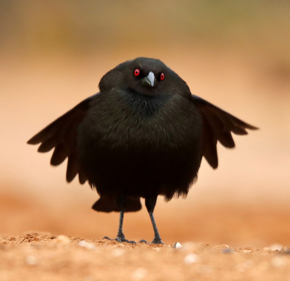 A bronzed cowbird, looking very Gothic & spreading its wings like a vampire. (its eyes are red, its feathers are black, and it looks as if it's wearing a monk's cowl)