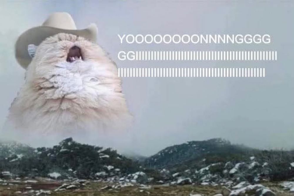 Cowboy cat loudly meowing YOONGI meme ctto